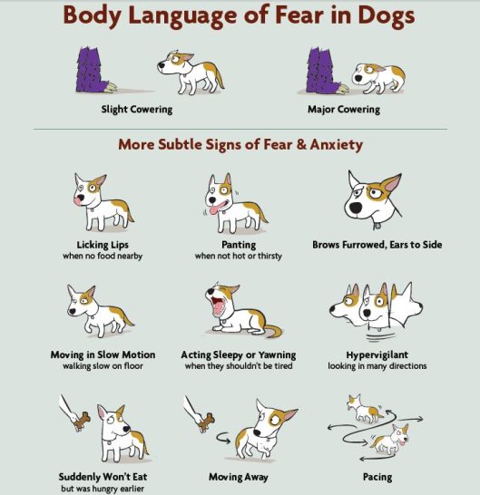 Body Language of Fear Dogs
